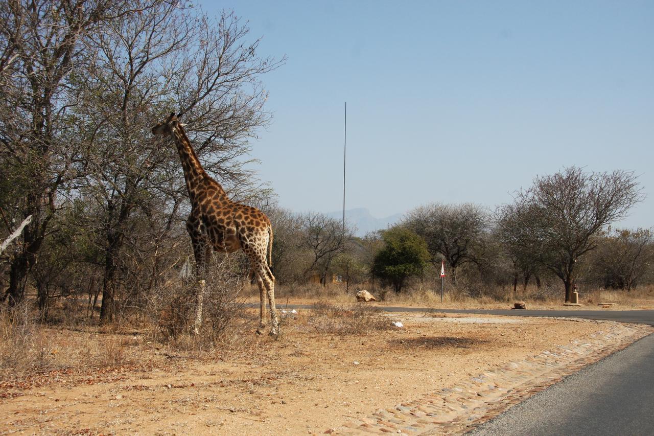 Giraffe Lodge Hoedspruit Ngoại thất bức ảnh